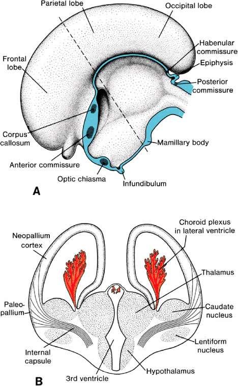 Vývoj telencephala plášť (pallium) a striatální