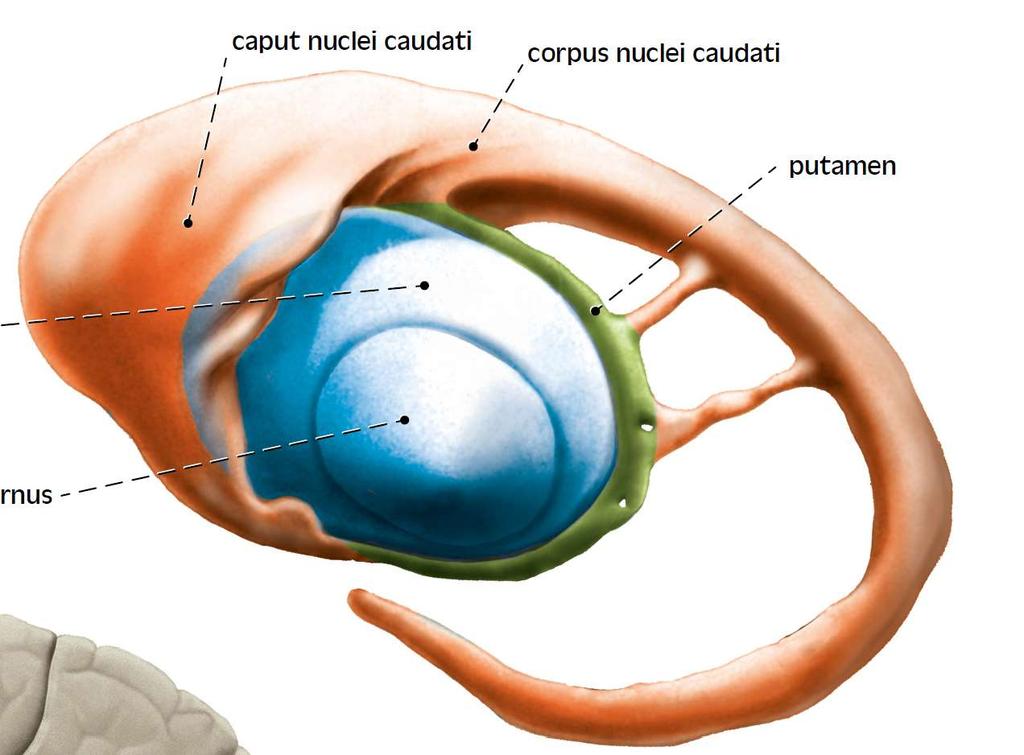 Basální ganglia Veronika