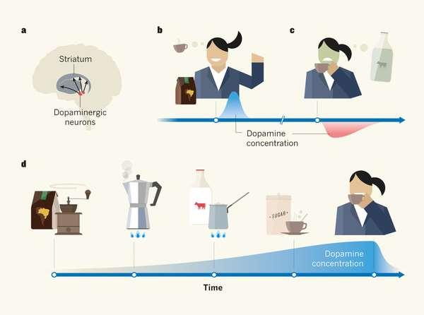 http://www.nature.com/nature/journal/v500/n7464/fig_tab/500533a_f1.html Dopamin a systém odměny Dopaminergní neurony VTA projikují do širokých oblastí mozku, hlavně do striata a to do ncl. accumbens.