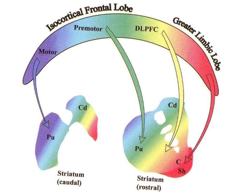 Funkční varianty hlavního okruhu bazálních ganglií 1)SENZORIMOTORICKÝ 2)OKULOMOTORICKÝ 3)ASOCIAČNÍ 4)LIMBICKÝ Striatum