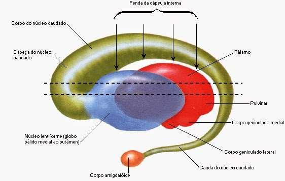 Basální ganglia - schema pohled z boku Ncl. caudatus Na frontálních řezech předozadní orientace Thalamus kaudálně přibývá Ncl. caudatus kaudálně ubývá Capsula interna mezi putamen a ncl. caudatus! Corpus ncl.