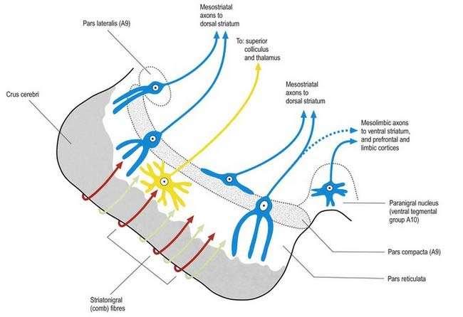 Spoje substantia nigra a VTA do BG Dopaminergní