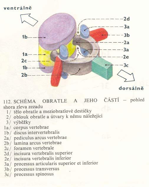 3 části tělo obratle oblouk