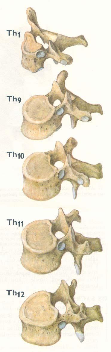 Obratle hrudní (vertebrae thoracicae) 12 označen ení: : Th 1