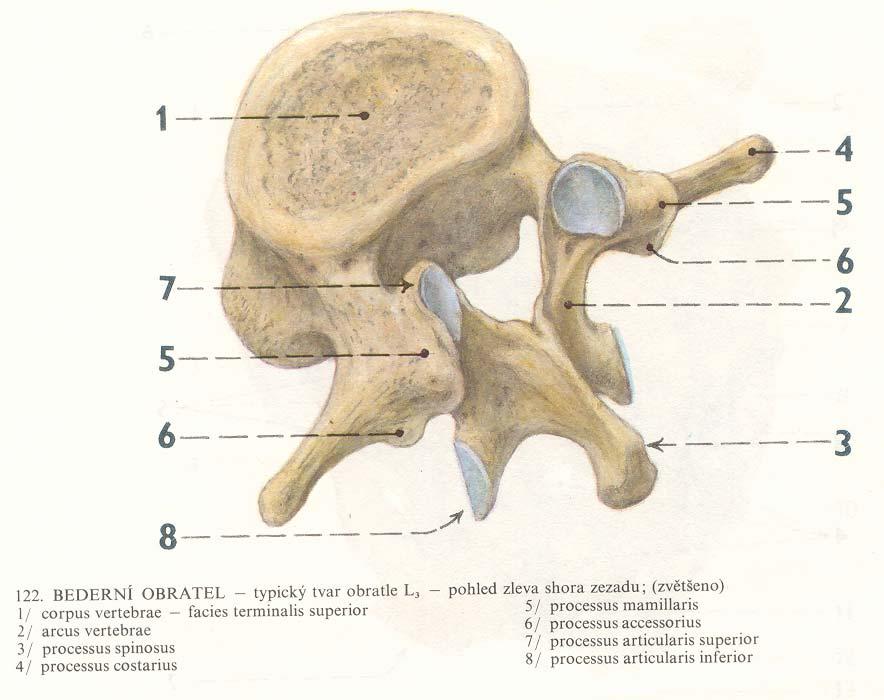 Obratle bederní (vertebrae lumbales) 5