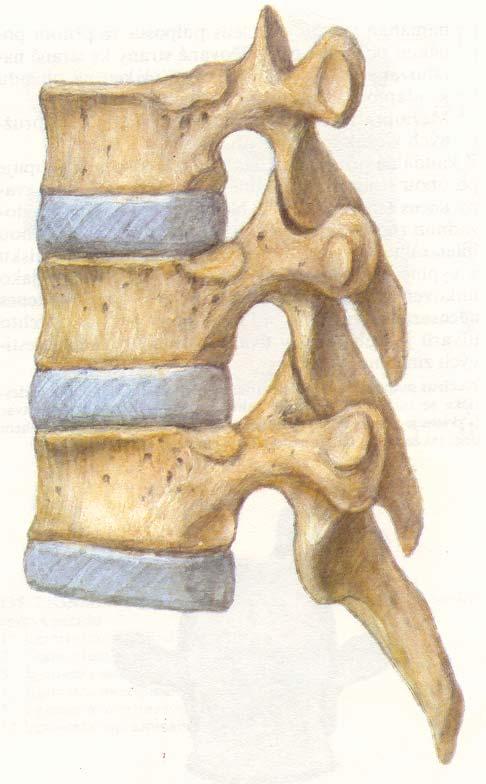 Meziobratlové destičky (disci intervertebrales) vytvořeny v pohyblivém úseku pátep teře spojují