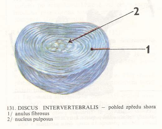 Meziobratlové destičky (disci intervertebrales) mají okrajové vrstvy hyalinní chrupavky, srostlé s kostí těl l obou obratlů vlastní disk je tvořen