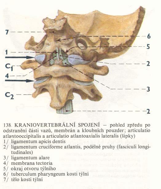 Articulatio atlantooccipitalis párové skloubení kondylů kosti týlní s jamkami