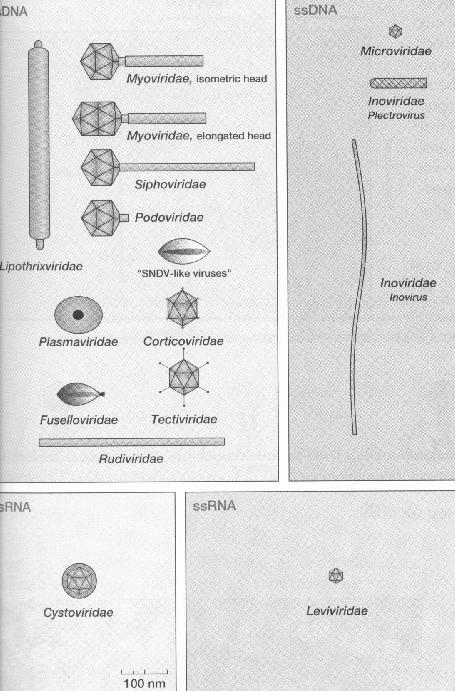 Infekce zástupců bacteria bacteria i archea archea KLASIFIKACE