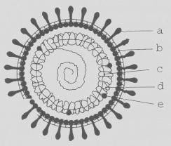 s helikoidální kapsidou A peploméry B lipid.