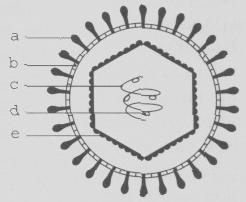 virus s kapsidou kubické symetrie A