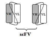 Nanoprotilátka versus scfv