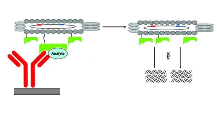 Phage anti-immunocomplex real-time PCR Nekompetitivní imunoanalytická metoda pro detekci malých molekul Rozpoznání