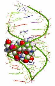 Aptamery ssrna nebo ssdna délka: 30-40 bazí