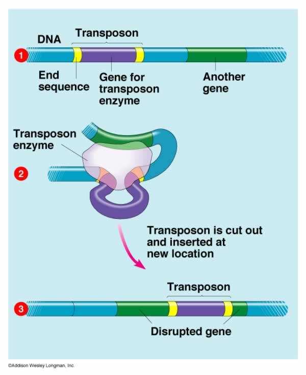 Transpozony skákavé geny Transponovatelné elementy dlouhé několik tis. nukleotidů g.