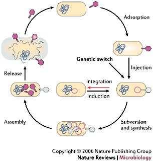 Životní cyklus bakteriofága Nasednutí na receptor na povrchu bakterie (různé struktury vnější mem., potřebné jsou Ca 2+ nebo Mg 2+ ionty).