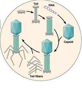 Maturace bakteriofága NK a složky kapsidy jsou v bakterii syntetizovány nezávysle na sobě. Po dosažení určité konc.