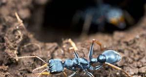 Myrmecia