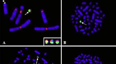 Různé počty chromosomů u blízce příbuzných druhů