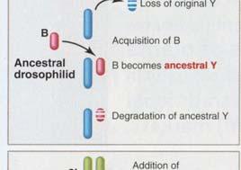 B chromosomu s X chromosomem ~ před 60 mil.