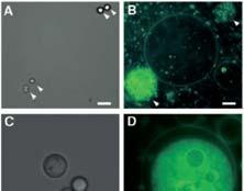 montmorilonit katalyzuje polymeraci RNA z NTP Rovněž