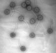 Počátky života Genetičtí odpadlíci Virus, to je špatná zpráva zabalená do