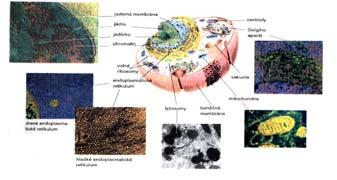Zakaib, Nature 476 (2011) 20