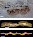 Evoluce jak ji známe Kambrická exploze Kambrické explozi živočišných forem