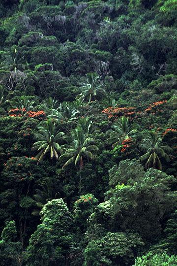 BIODIVERZITA WWF (1989): bohatost života na Zemi, miliony rostlin, živočichů a