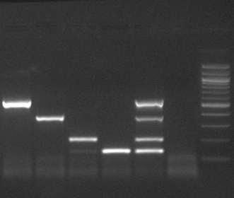 Výsledek PCR záznam z elektroforézy