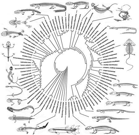 TEMNOSPONDYLI Lepospondyli gracilisace tělesné
