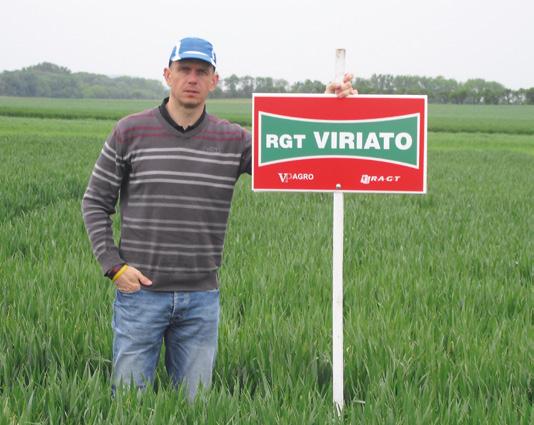 Dosáhla výnosu 8,1 t/ha a veškerá produkce byla v kvalitě 13% NL a splnila i přes nepřízeň počasí OH. Průměrný výnos pšenice se při tom pohyboval na úrovni 7 t/ha.