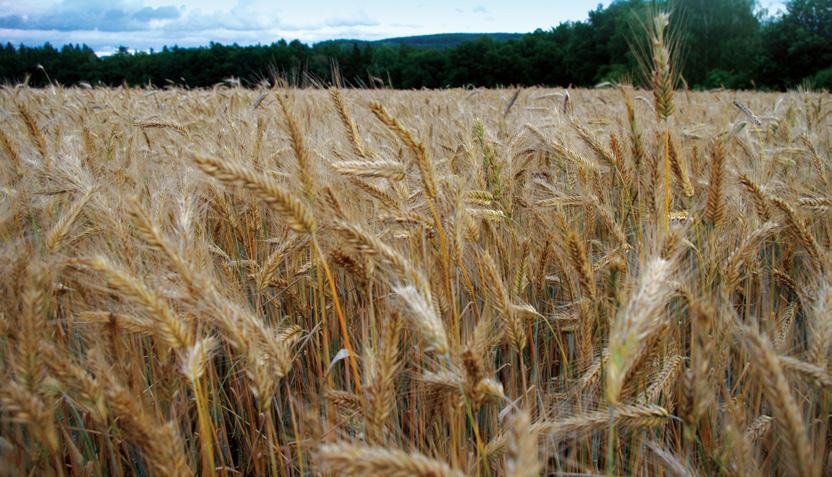 H Helltop Vynikající výnos a odolnost poléhání Žito ozimé poloraná až polopozdní vysoká (výnos tvoří produktivitou klasu) velmi vysoká