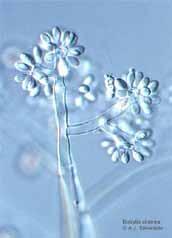 http://bioref.lastdragon.org/a namorphic_fungi/ Botrytis_cinerea.