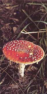 Historie a první zobrazení Amanita muscaria - jako halucinogen
