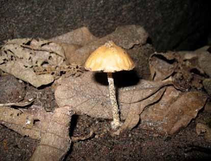 - Psilocybe caerulescens, P.