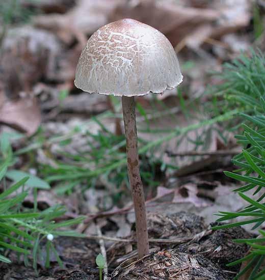 Stropharia cubensis http://www.
