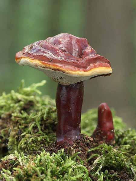 Historie a první zobrazení Ganoderma lucidum - v Číně Ling Chih (Linghzhi, ling-chi, nápoj nesmrtelnosti)