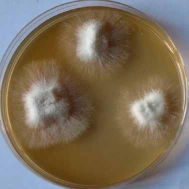 htm Pleurotus ostreatus plodnice na padlém
