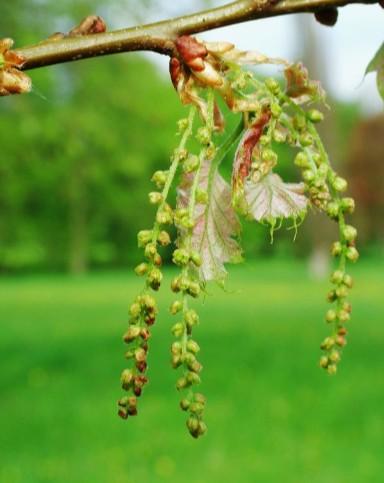 html Dub červený Quercus rubra jehnědy Ďáblík bahenní Calla palustris http://botanika.bf.jcu.cz /morfologie/calla.