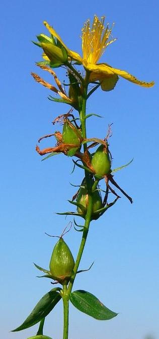 Vějířek (Iris sp.) Srpek (Gladiolus sp.