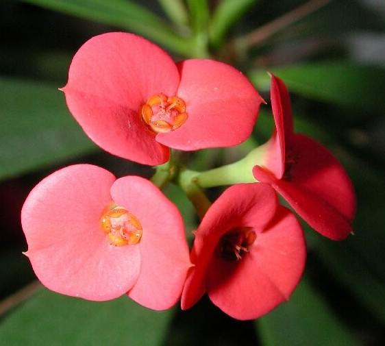 pojem lichoklas je užíván pro květenství z klásků i pro heterotaktické typy cyathium pryšců: samičí květ (reduk.