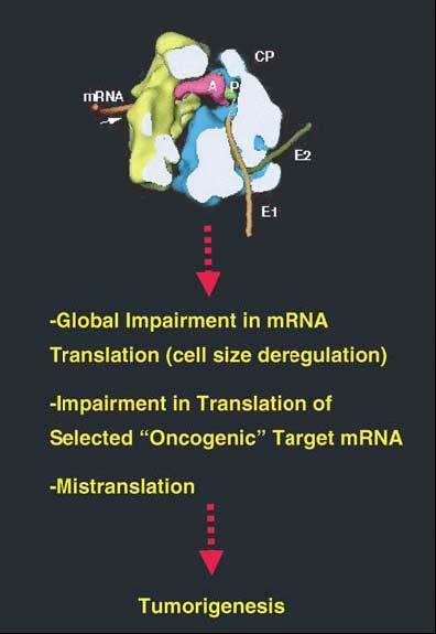 Abnormální translace jako důvod rakoviny? Podpůrné nálezy: Možné mechanismy: Vnímavost k nádorům má vazbu na geny, které kontrolují proteosyntézu (např. TCS1/2, PTEN) a biogenezu ribosomů (např.
