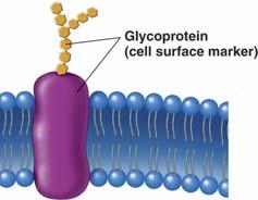 Glykolipidy - 5% - pouze