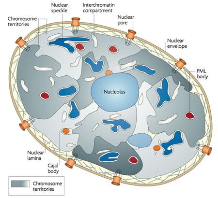 Jádro 4 Chromatin Interfázové jádro