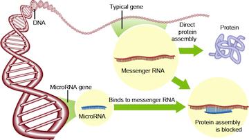 pmirna resp.