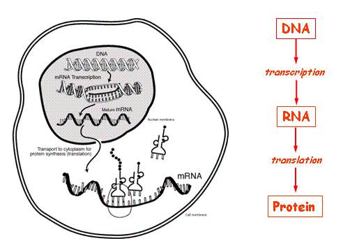 pcentrální dogma molekulární biologie National Human Genome Research Institute Genetic Illustrations genová exprese