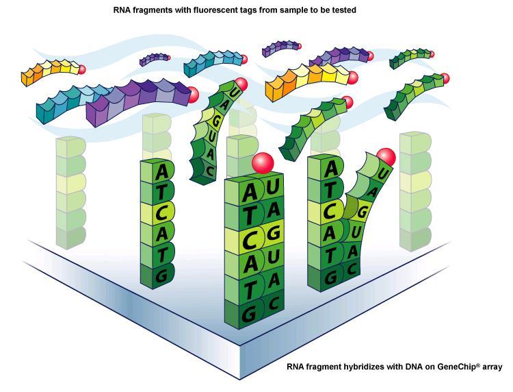 pgenové čipy (DNA microarrays)