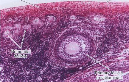 produkce hormonů Růst Androstendion Theca