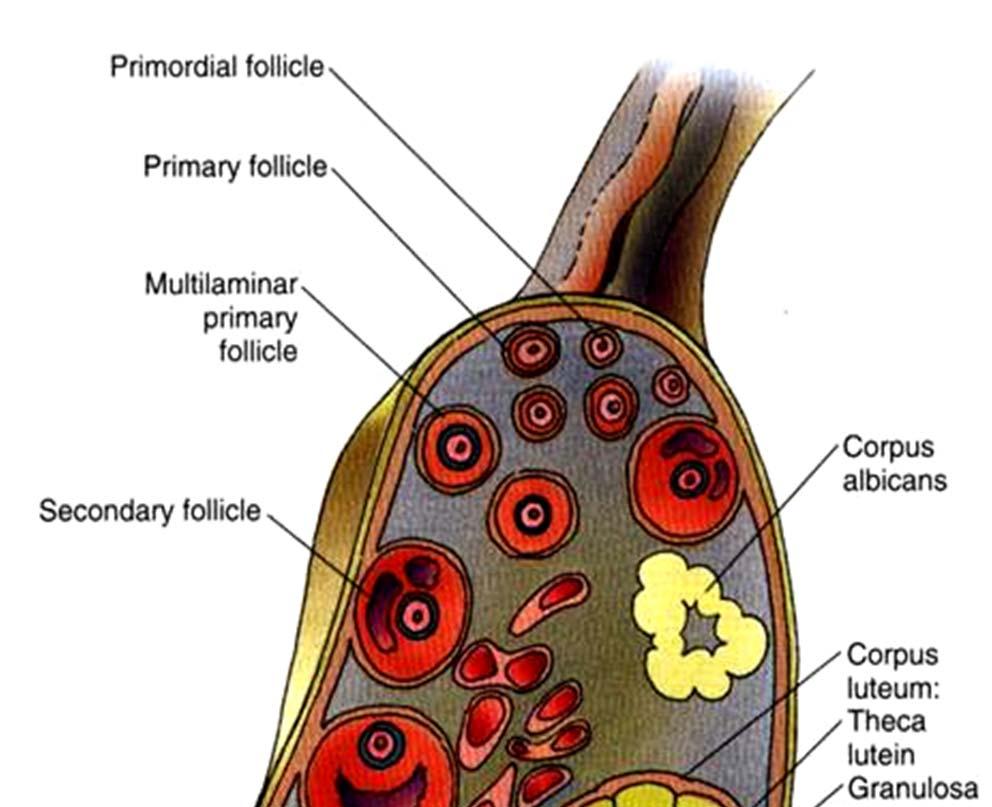 Corpus luteum 4 CL graviditatis průměr 2 3 cm udržuje graviditu